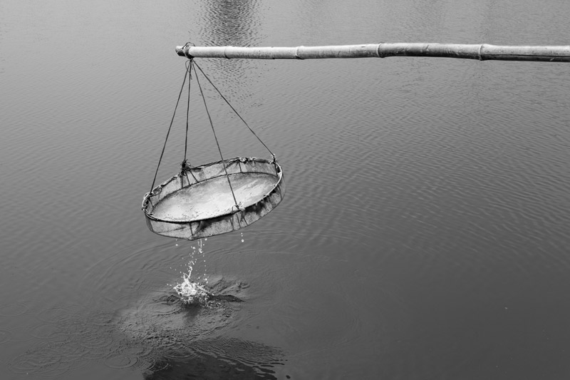 Shrimp Farming in Saline Agricultural Fields in Haryana - Sampling of shrimps being carried out  using a lift net